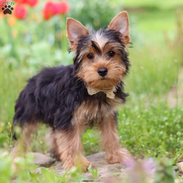 Cora, Yorkie Puppy
